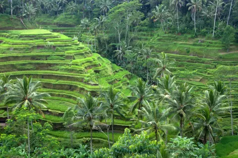 Terraced rice fields and palm trees near Ubud, Bali