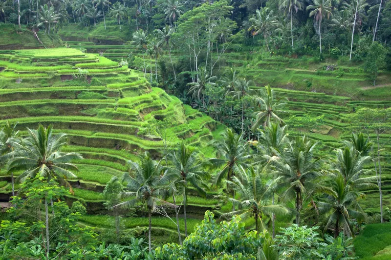 Terraced rice fields and palm trees near Ubud, Bali